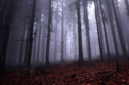 Photo for Mysterious foggy forest in the fog - Royalty Free Image