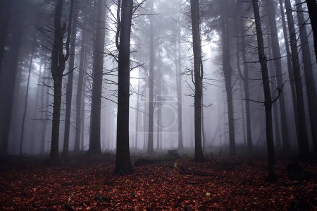 Mysterious foggy forest in the fog