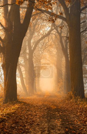 Photo for Autumn alley of trees, misty forest - Royalty Free Image