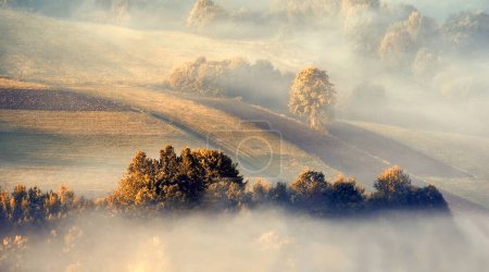 Autumn misty landscape with trees