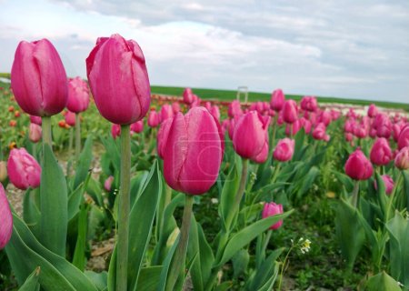 Tulips flowers in spring garden