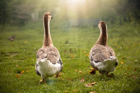 Photo for Ducks on the grass in the park - Royalty Free Image
