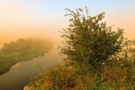 Téléchargez les photos : Brouillard matinal dans la forêt - en image libre de droit