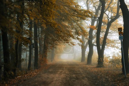 Photo for Autumn forest, alley trees - Royalty Free Image