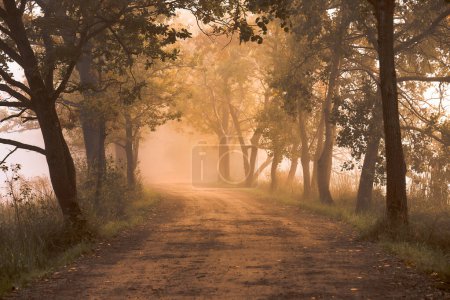 Photo for Autumn forest with sunrays, alley trees - Royalty Free Image