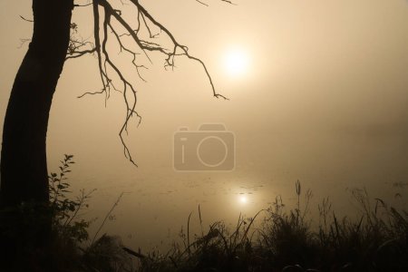 Téléchargez les photos : Forêt d'automne avec rayons de soleil, ruelles - en image libre de droit