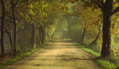 Photo for Autumn forest with sunrays, alley trees - Royalty Free Image