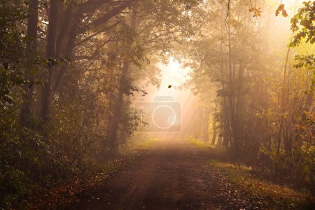 Téléchargez les photos : Forêt d'automne avec rayons de soleil, ruelles - en image libre de droit