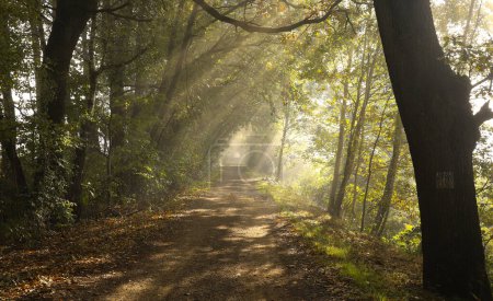 Téléchargez les photos : Un chemin à travers la forêt avec un chemin dans les rayons du soleil dans le brouillard, un beau soleil du matin à travers les branches. automne - en image libre de droit