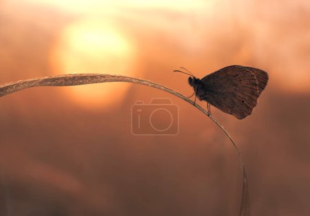 Téléchargez les photos : Papillon sur l'herbe - en image libre de droit
