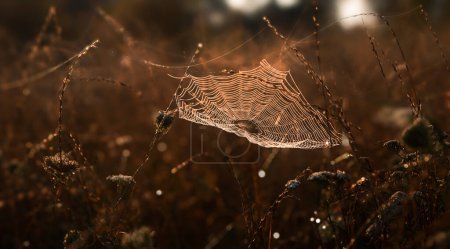 Téléchargez les photos : Toile d'araignée, toile d'araignée dans les gouttes de rosée du matin - en image libre de droit