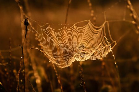 Photo for Spider web in the morning dew. - Royalty Free Image