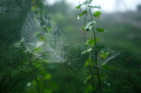 Photo for Spider web in the morning - Royalty Free Image