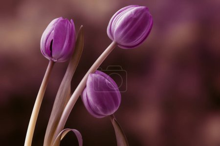 Foto de Primer plano - hasta de tulipanes de primavera. - Imagen libre de derechos