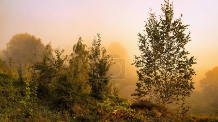 Téléchargez les photos : Beau paysage matinal brumeux dans la forêt d'automne - en image libre de droit
