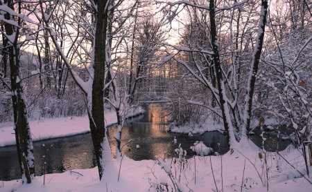 Téléchargez les photos : Paysage hivernal de la forêt dans un parc. - en image libre de droit
