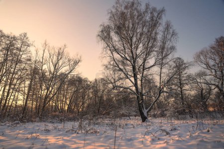 Foto de Nevado paisaje de invierno. bosque de invierno en diciembre - Imagen libre de derechos