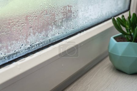 Primer plano de condensación en ventana de PVC, ventana de plástico blanco, planta de interior en el fondo, enfoque selectivo. Plantas de interior y concepto de humedad.