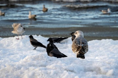 Téléchargez les photos : Goélands à ailes glauques et corbeaux à capuchon debout dans la neige près de la mer Baltique en hiver. - en image libre de droit