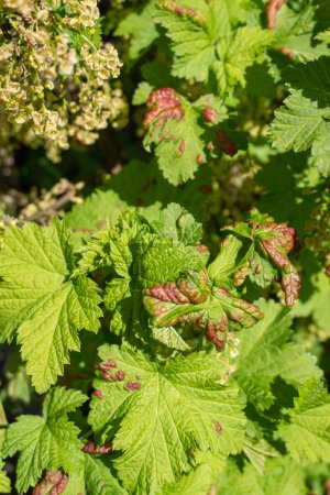 Foto de Galls of Redcurrant Blister Aphid or Cryptomyzus ribis on leaf of Redcurrant or Ribes rubrum. Enfermedad de grosella. - Imagen libre de derechos