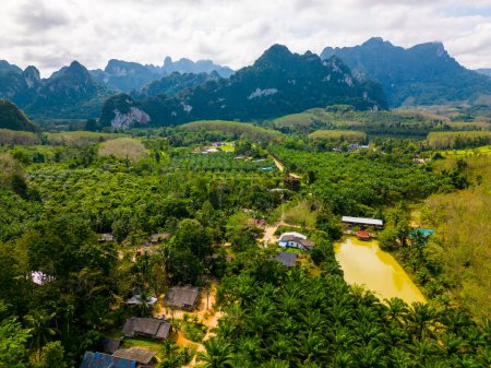 Foto de Vista aérea del parque nacional de Khao Sok, Tailandia. Selva, palmeras y bosque tropical. Montañas en el fondo. - Imagen libre de derechos