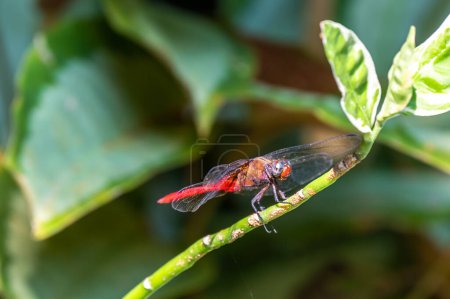Photo for The Spine-tufted skimmer, or brown-backed red marsh hawk, is a species of dragonfly in the family Libellulidae. Dragonfly is sitting on the green leaf - Royalty Free Image
