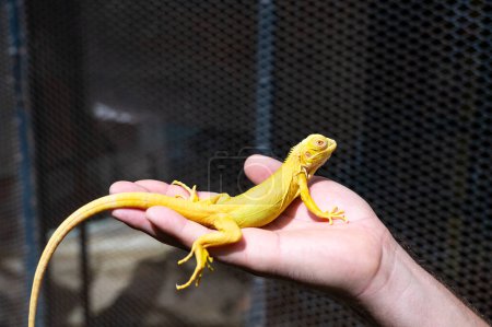 Téléchargez les photos : Iguane jaune est assis sur la main. - en image libre de droit
