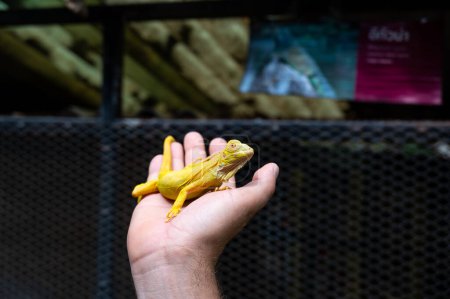 Téléchargez les photos : Iguane jaune est assis sur la main. - en image libre de droit