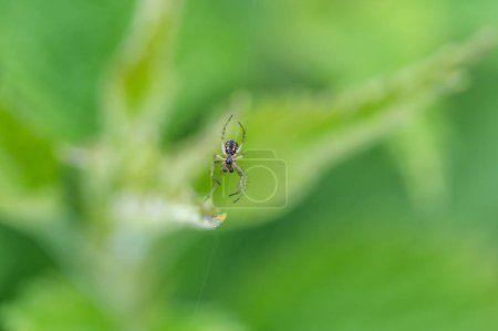 Mangora acalypha ist eine Spinnenart aus der Familie der Araneidae. Spinne im Makro (Mangora acalypha). Grille-Fledermaus-Spinne (Mangora acalypha)).