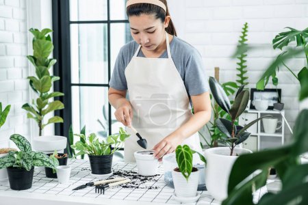 Photo for Asian woman gardener is preparing soil for transplanting plant into a new pot in the room at home while hobby activity, Concept of home garden - Royalty Free Image