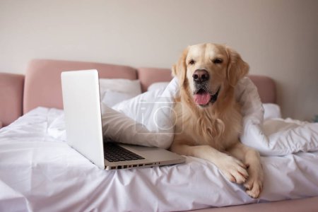 large dog of the golden retriever breed lies at home on the bed and uses a laptop, the pet looks at the computer Poster 648201462
