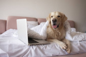 large dog of the golden retriever breed lies at home on the bed and uses a laptop, the pet looks at the computer Poster #648201462