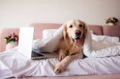 cute dog of the golden retriever breed lies in bed near laptop covered with warm and soft blanket, pet rests at home under carpet and uses computer Poster #655550176