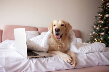 cute domestic dog lies on the bed at home and uses laptop against the backdrop of Christmas tree, golden retriever under blanket looks at the computer and works online for the New Year Stickers 659365542