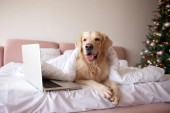 cute domestic dog lies on the bed at home and uses laptop against the backdrop of Christmas tree, golden retriever under blanket looks at the computer and works online for the New Year mug #659365542