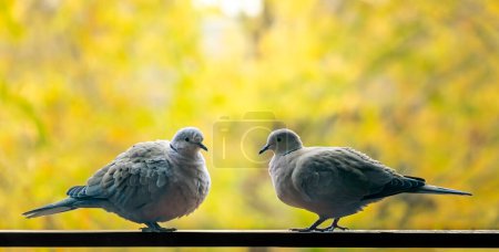 Photo for Two Eurasian collared doves (Streptopelia decaocto). Turtle doves or pigeons perched on a railing - Royalty Free Image