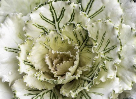 Téléchargez les photos : Gros plan sur le chou décoratif (brassica oleracea). Fleur ornementale résistante au froid - en image libre de droit