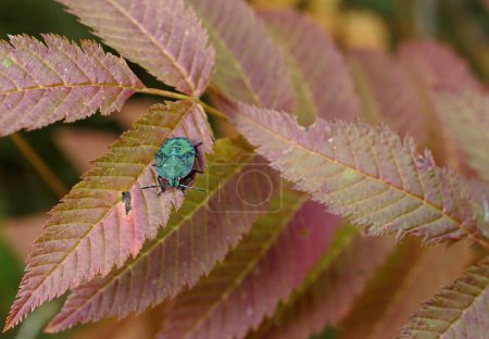 Photo for Common green shield bug nymph on a red leaf in garden - Royalty Free Image