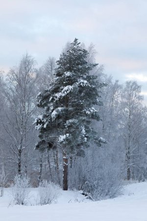 Photo for Tall pine standing on a snowy field - Royalty Free Image