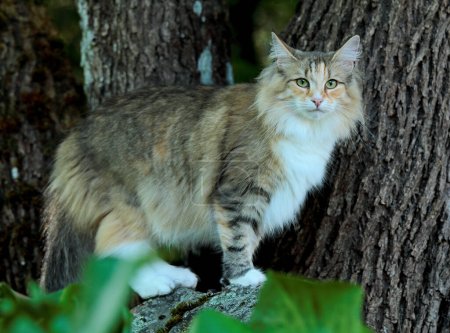 Photo for Tortoiseshell norwegian forest cat next to a maple tree trunk - Royalty Free Image