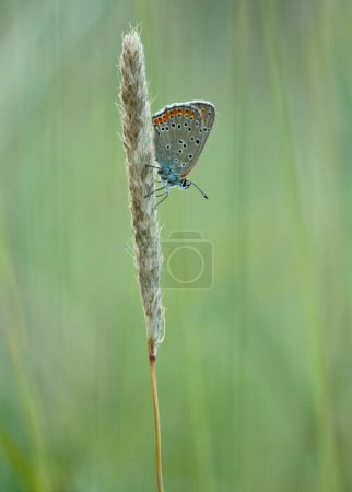 Photo for Small spotted butterfly on hay - Royalty Free Image