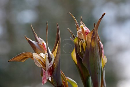Photo for Withered tulips with dry leaves and pink petals - Royalty Free Image