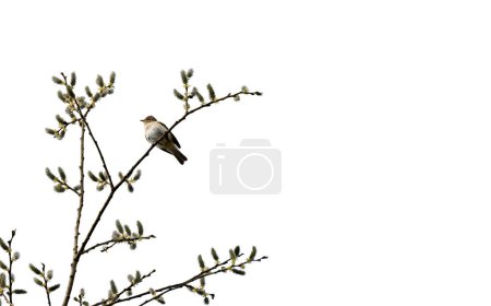 Photo for Common chiffchaff searching something to eat on great willow - Royalty Free Image