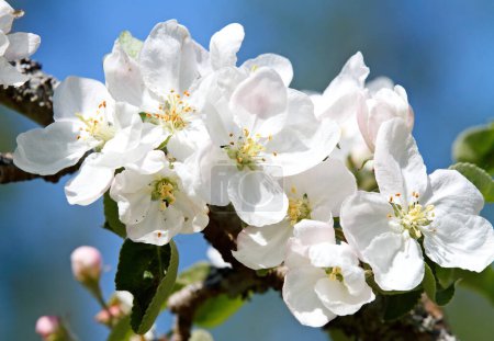 Photo for Apple tree blooming with bright white flowers in spring - Royalty Free Image
