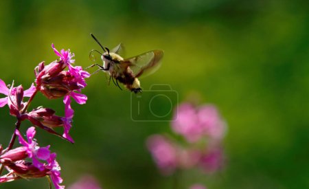 Photo for A broad-bordered bee hawk moth searching for nectar in sticky catchfly-flowers - Royalty Free Image