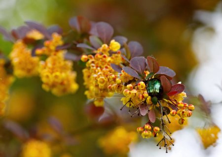 Photo for A shiny green beetle searching food on beautiful yellow barberry flowers - Royalty Free Image