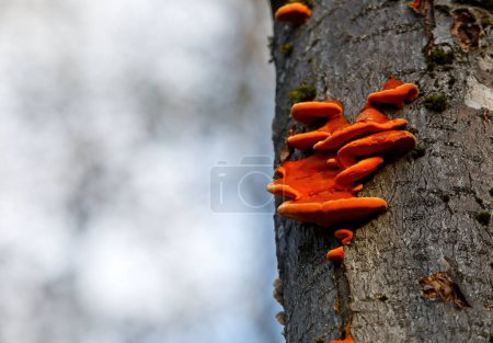 Photo for Cinnabar polypore mushroom growing on tree trunk in autumn - Royalty Free Image