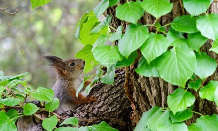 A brown squirrel next to a maple tree trunk