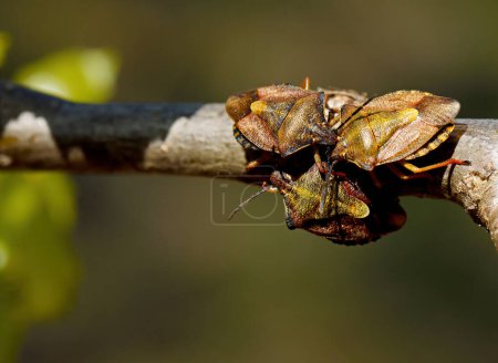 Photo for Shield bug Carpocoris purpureipennis on a branch in spring - Royalty Free Image