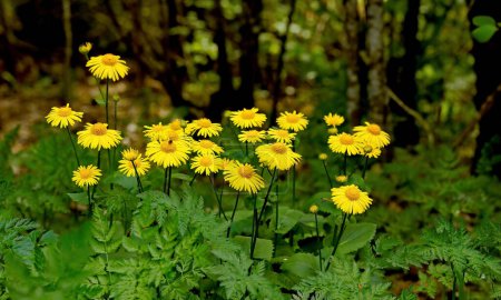 Doronicum orientale blooming with beautiful yellow flowers in spring